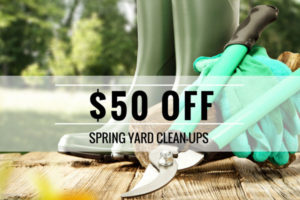 spring yard cleanup special
