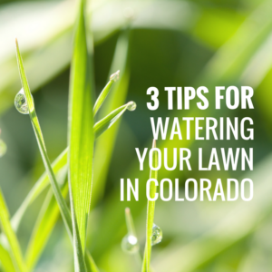 3 TIPS FOR WATERING YOUR LAWN IN COLORADO