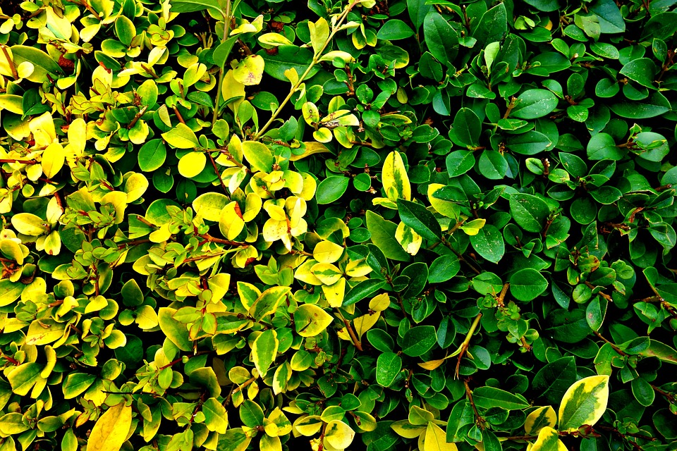 hedge plant