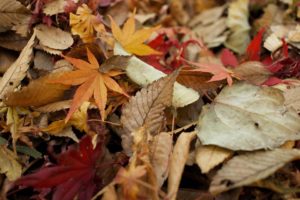 5 Things to Do with the Leaves You Just Raked