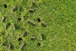 Lawn Aeration: The what, why, and when